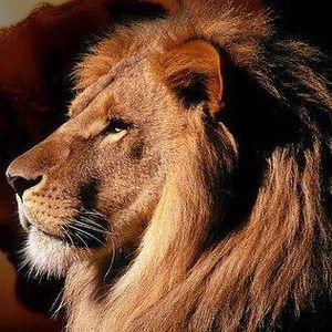 Meet your Posher, Glez s. silvia